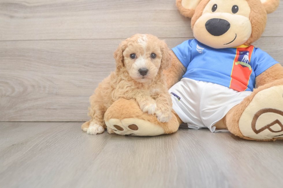 5 week old Poochon Puppy For Sale - Puppy Love PR