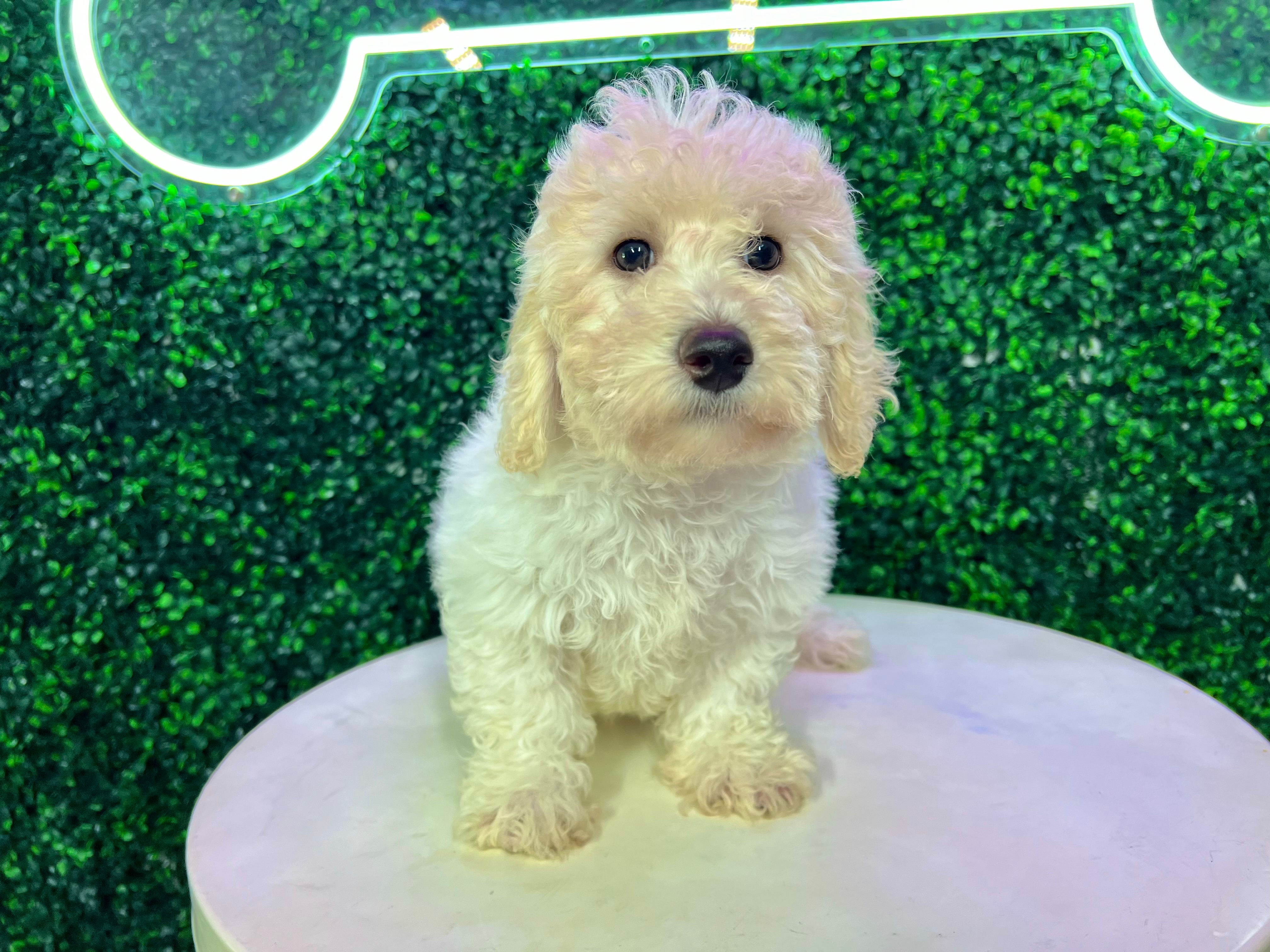 Cute Poochon Baby