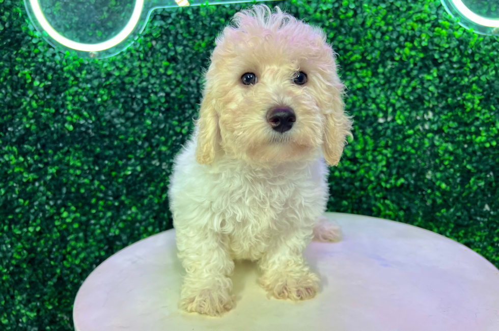 11 week old Poochon Puppy For Sale - Puppy Love PR