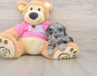 6 week old Poochon Puppy For Sale - Puppy Love PR