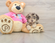5 week old Poochon Puppy For Sale - Puppy Love PR