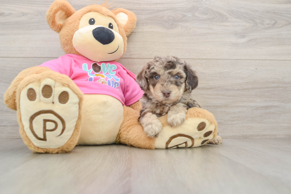 Funny Poochon Poodle Mix Pup