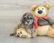 8 week old Poochon Puppy For Sale - Puppy Love PR