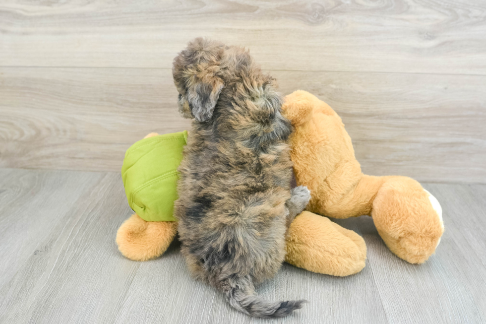 Hypoallergenic Bichpoo Poodle Mix Puppy