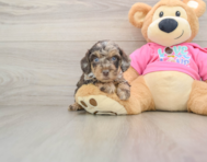 5 week old Poochon Puppy For Sale - Puppy Love PR