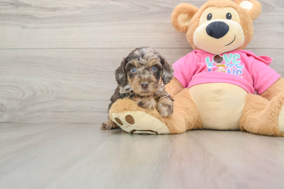 Fluffy Poochon Poodle Mix Pup