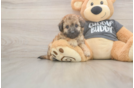 Poochon Puppy for Adoption