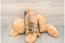 Best Poochon Baby