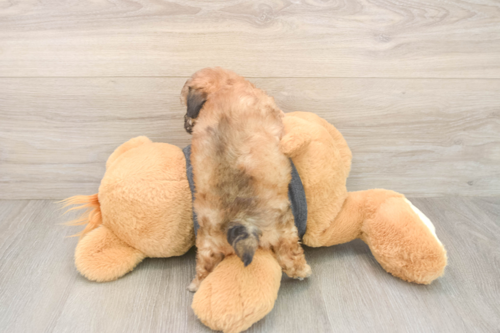 Best Poochon Baby