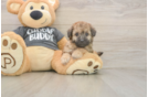 Best Poochon Baby