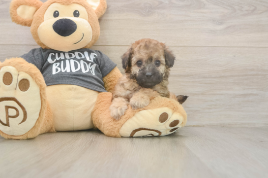 Best Poochon Baby