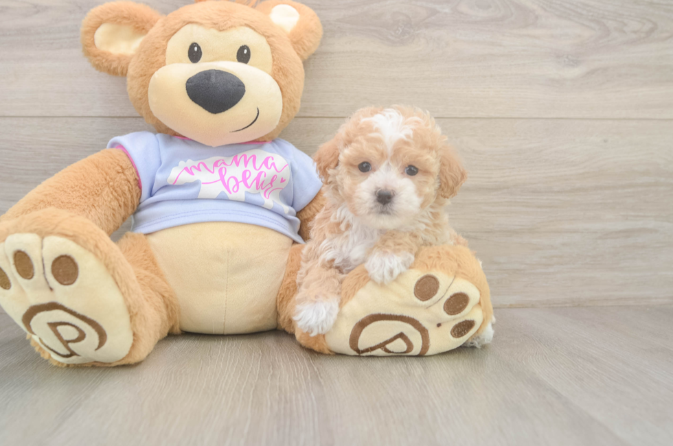 5 week old Poochon Puppy For Sale - Puppy Love PR