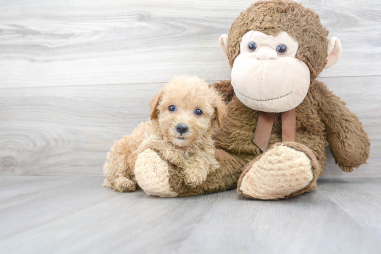 Cute Poochon Poodle Mix Pup