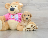 6 week old Poochon Puppy For Sale - Puppy Love PR