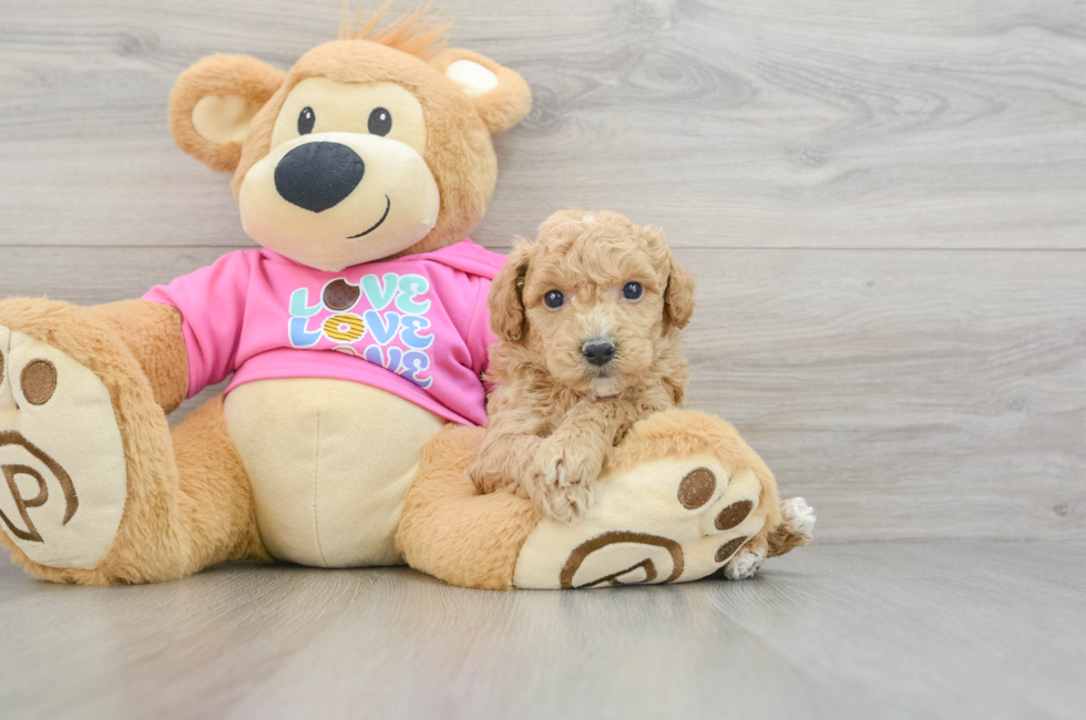 6 week old Poochon Puppy For Sale - Puppy Love PR