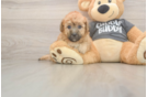 Poochon Pup Being Cute