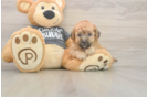 Poochon Puppy for Adoption