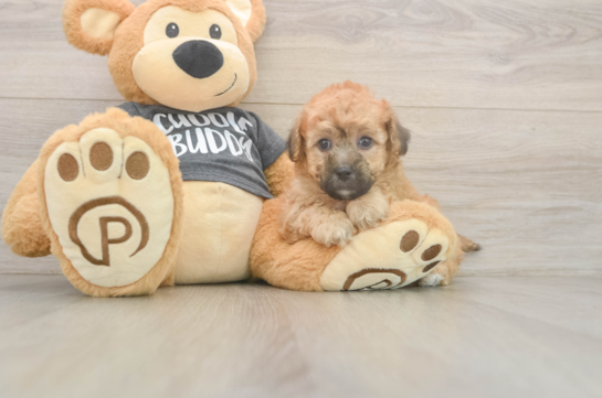 Poochon Puppy for Adoption