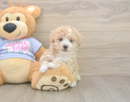 7 week old Poochon Puppy For Sale - Puppy Love PR