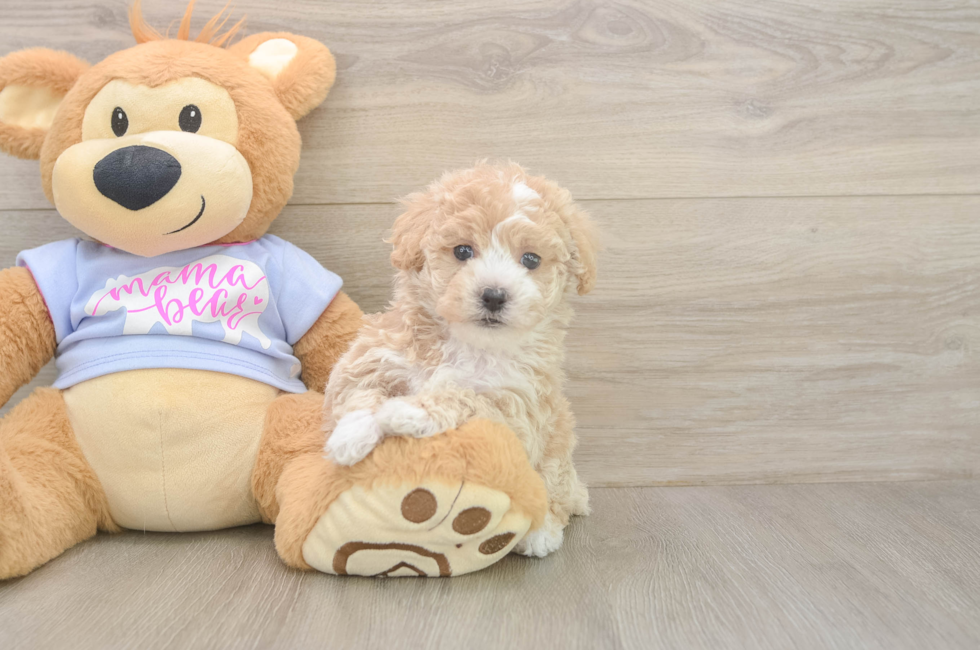 5 week old Poochon Puppy For Sale - Puppy Love PR
