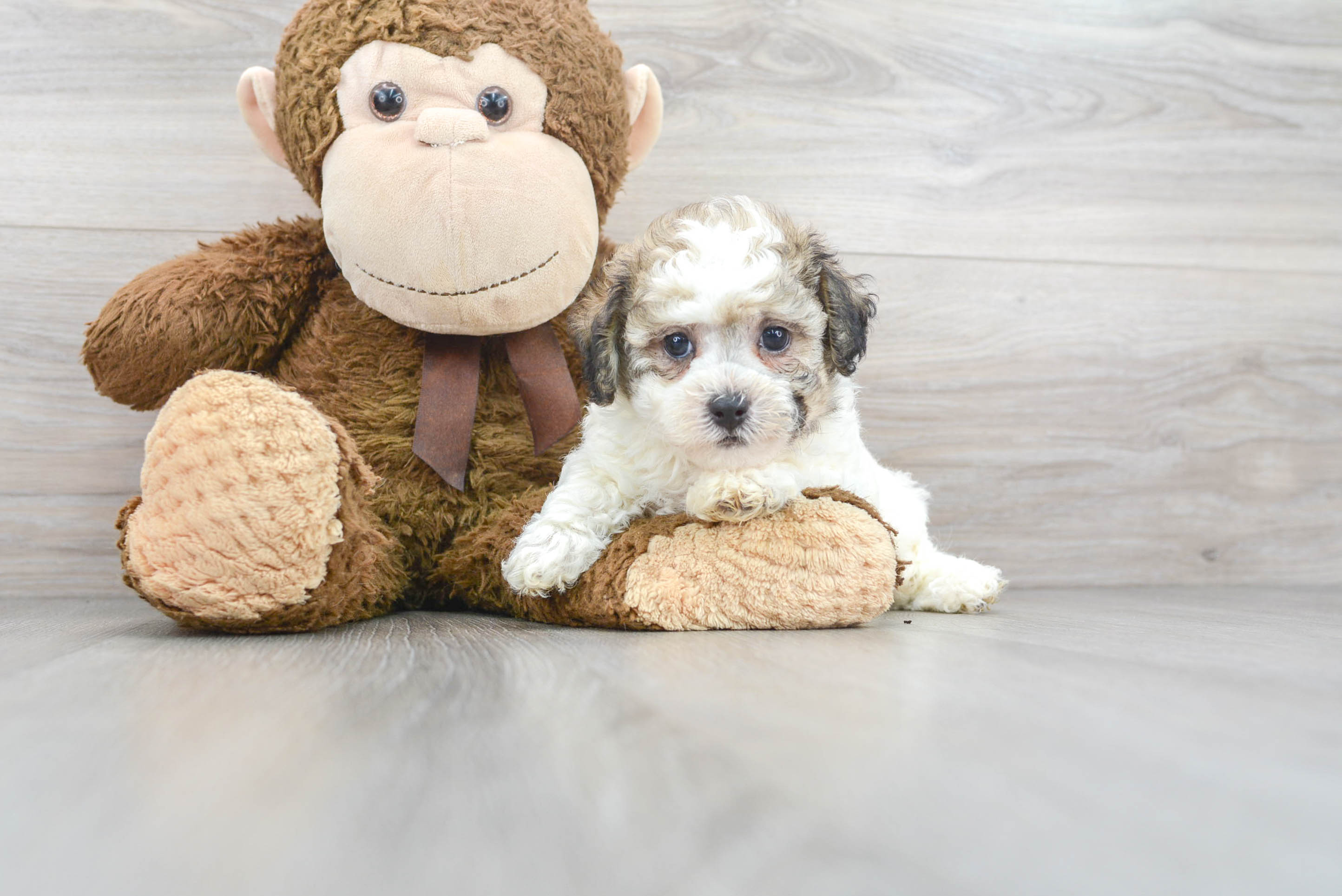 Poochon Puppy for Adoption