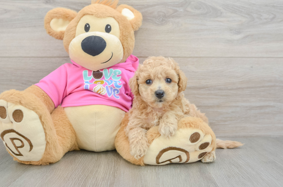 5 week old Poochon Puppy For Sale - Puppy Love PR