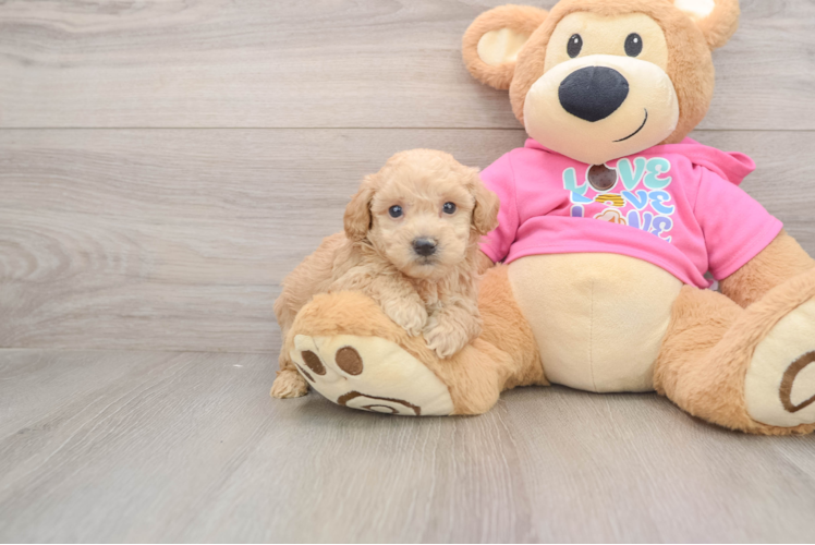 Poochon Pup Being Cute