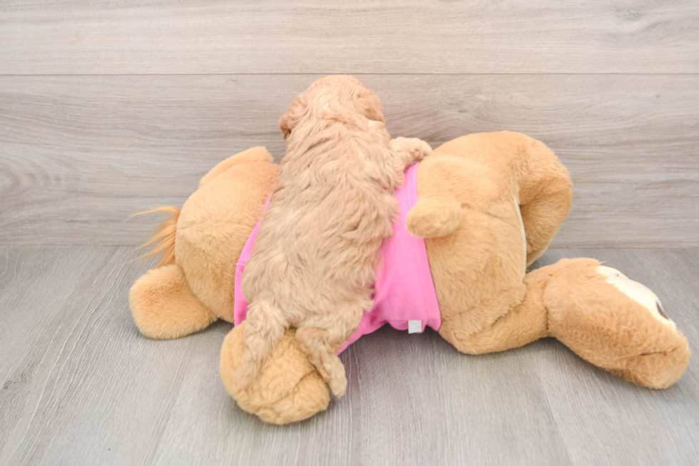 Friendly Poochon Baby