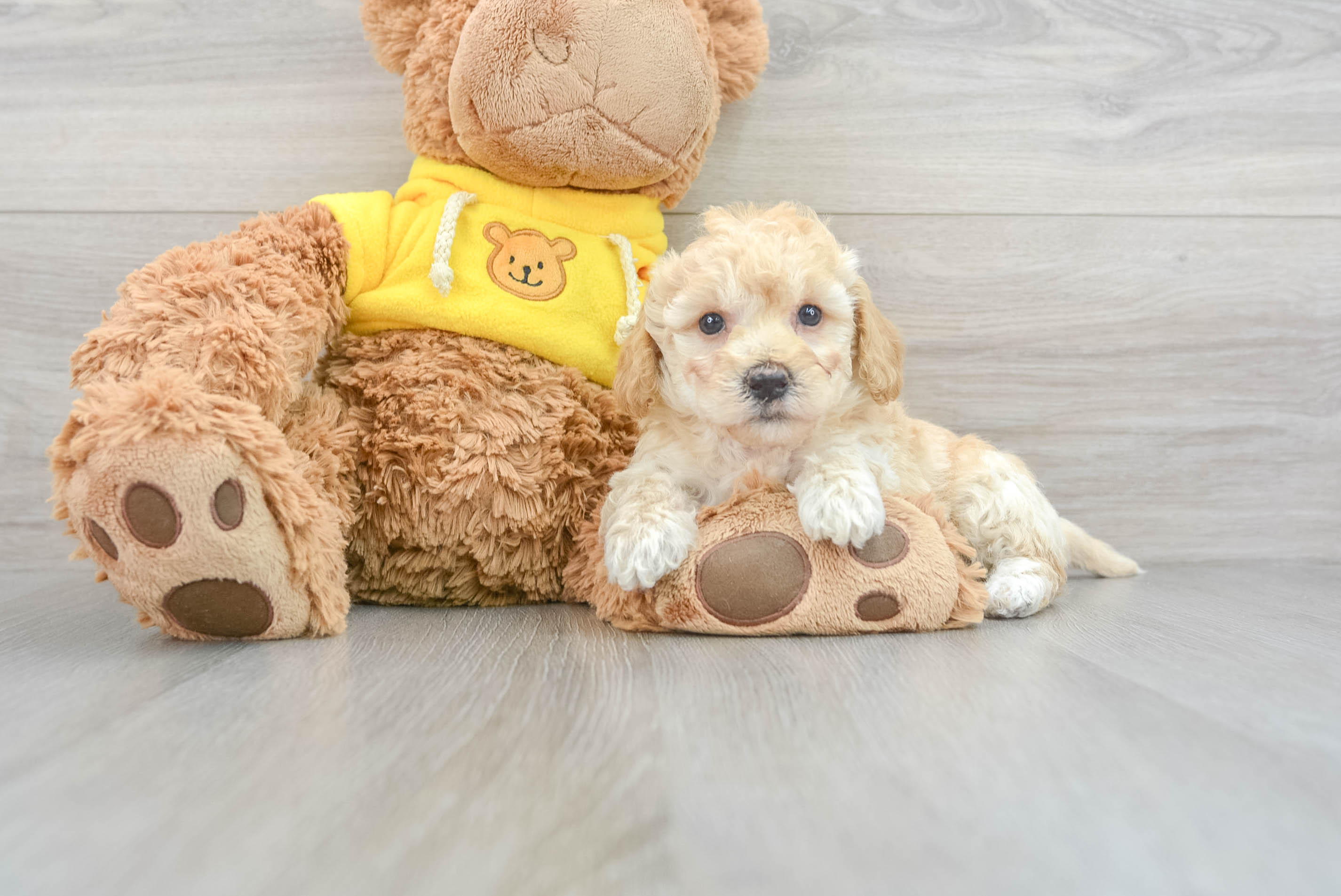Best Poochon Baby