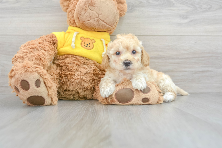 Meet Vanellope - our Poochon Puppy Photo 1/3 - Puppy Love PR Best Poochon Baby