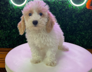 10 week old Poochon Puppy For Sale - Puppy Love PR