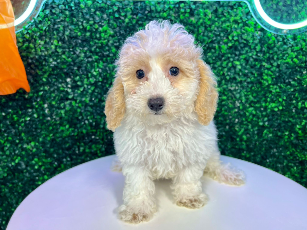 Cute Bichpoo Poodle Mix Puppy