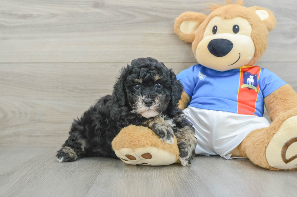 6 week old Poochon Puppy For Sale - Puppy Love PR