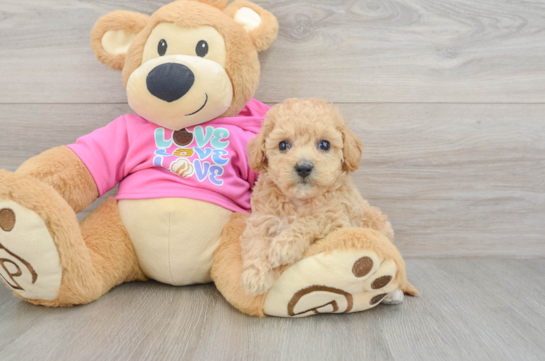 Hypoallergenic Bichpoo Poodle Mix Puppy
