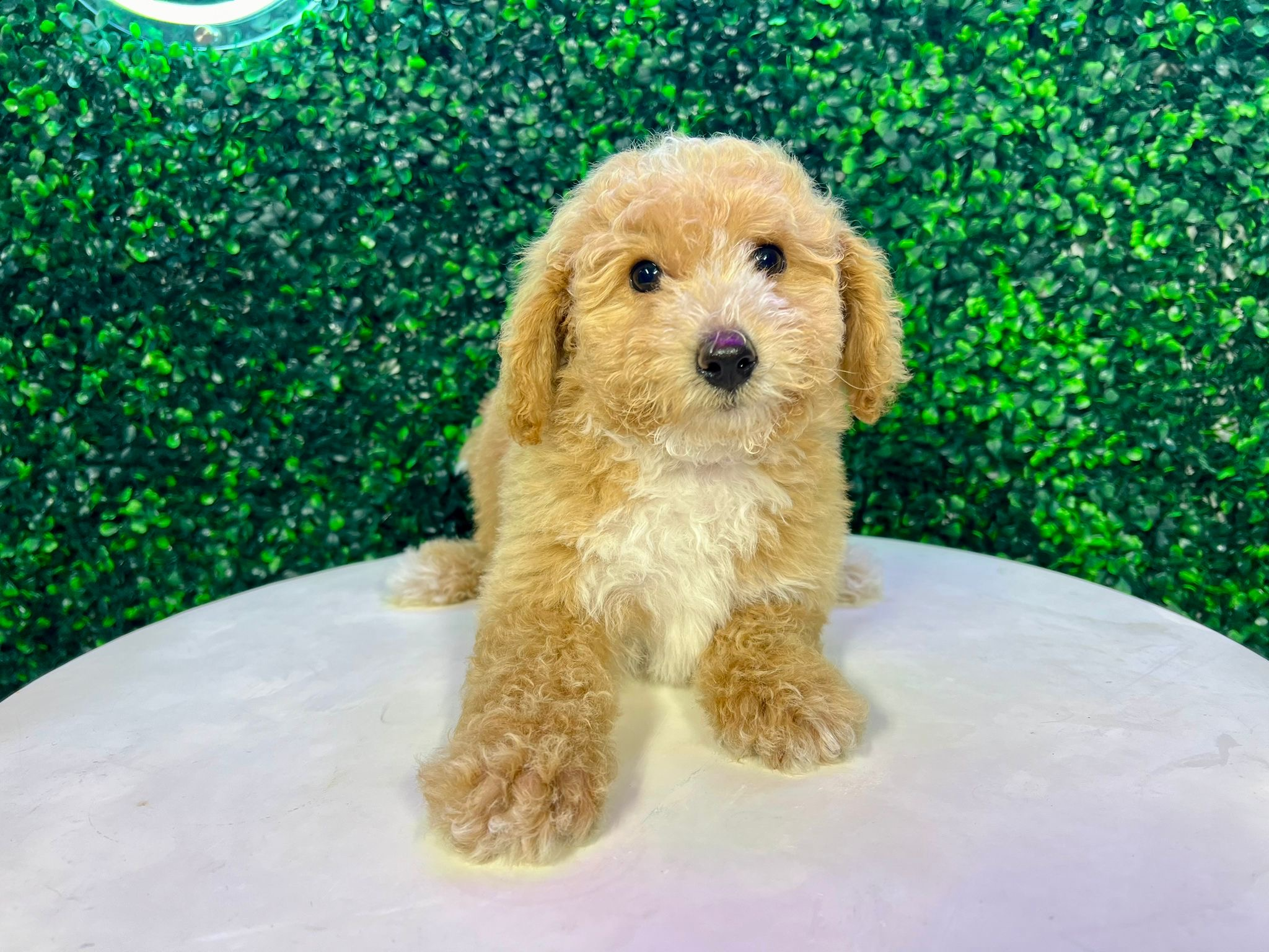 Cute Poochon Poodle Mix Pup
