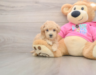 6 week old Poochon Puppy For Sale - Puppy Love PR