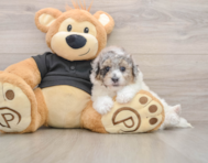 5 week old Poochon Puppy For Sale - Puppy Love PR