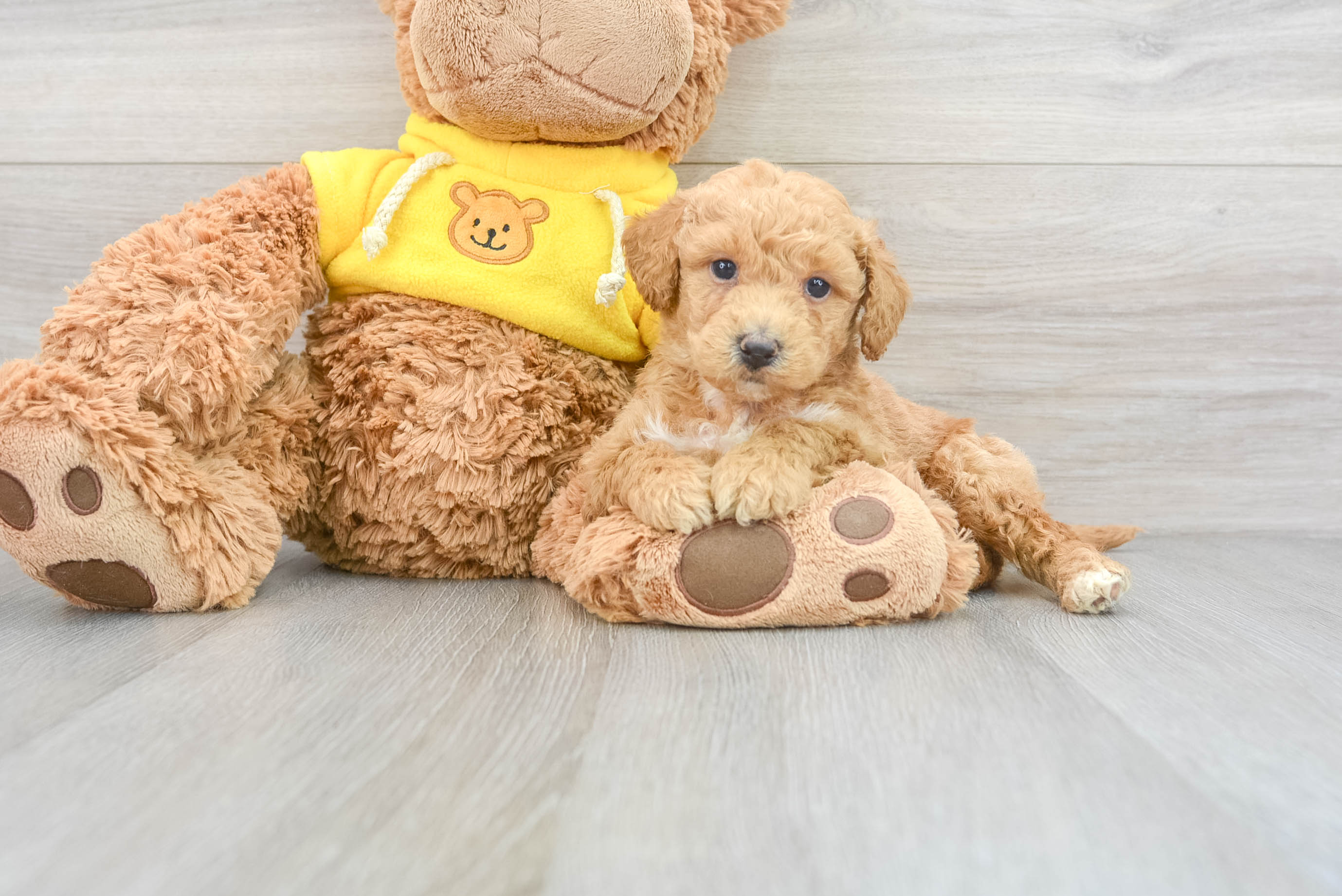 Best Poochon Baby