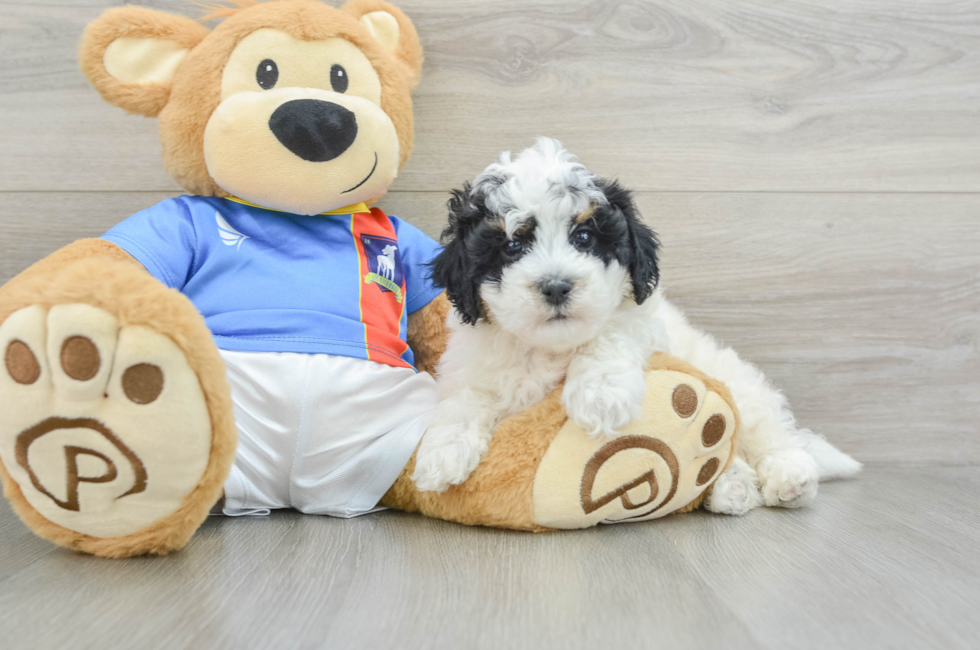 6 week old Poochon Puppy For Sale - Puppy Love PR