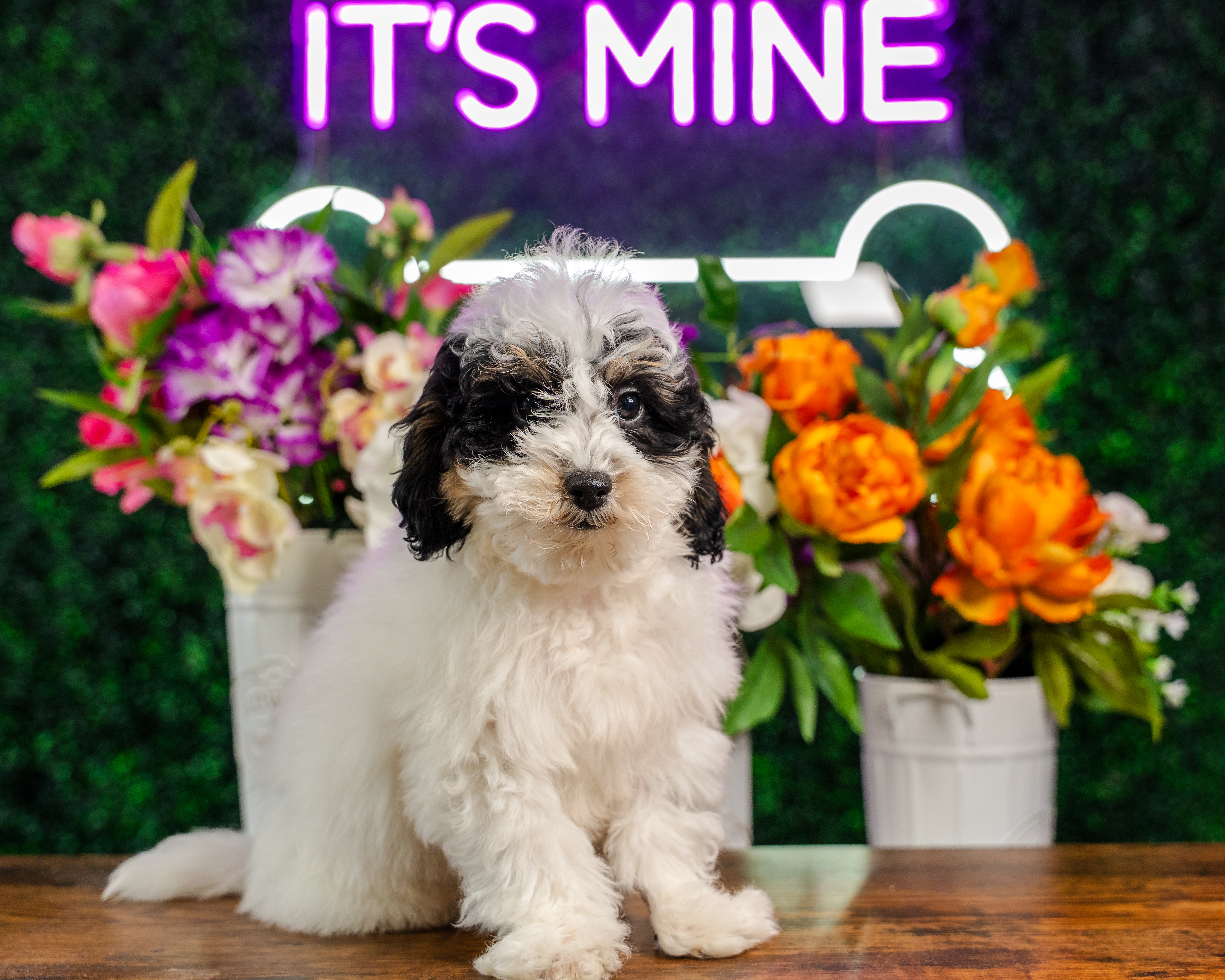 Cute Bichpoo Poodle Mix Puppy