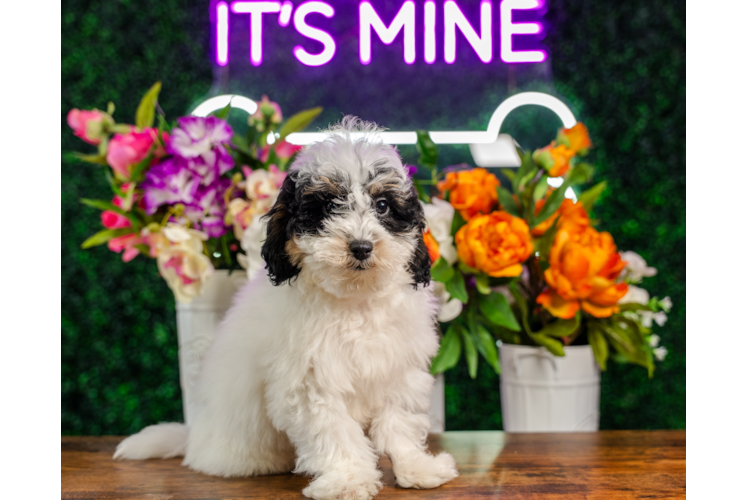 Cute Bichpoo Poodle Mix Puppy