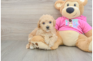 Fluffy Poochon Poodle Mix Pup