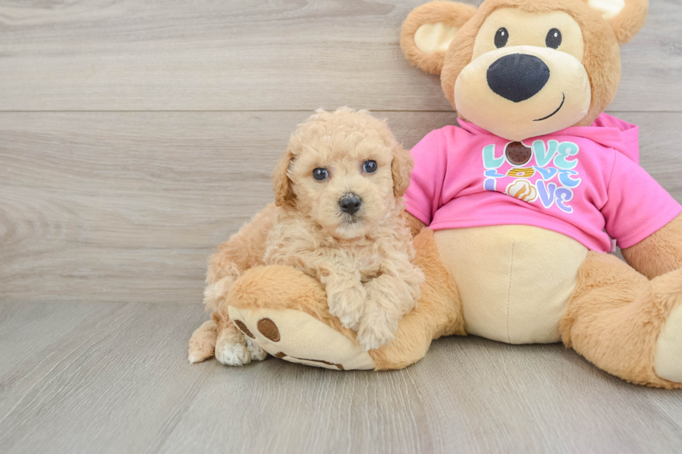 Fluffy Poochon Poodle Mix Pup