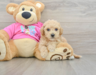 6 week old Poochon Puppy For Sale - Puppy Love PR