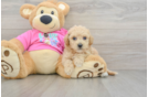 Cute Poochon Baby