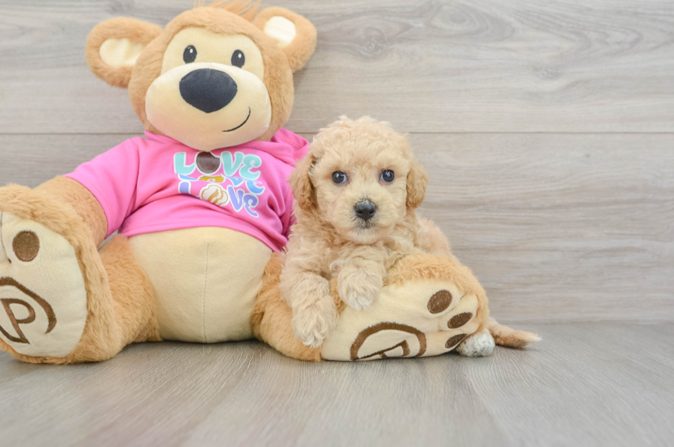 5 week old Poochon Puppy For Sale - Puppy Love PR