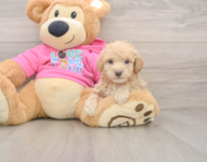 6 week old Poochon Puppy For Sale - Puppy Love PR