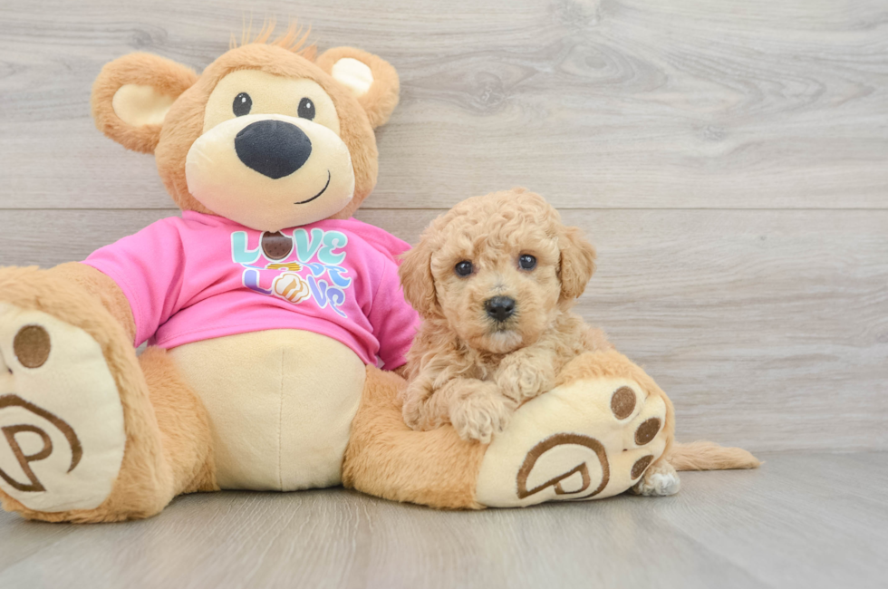 5 week old Poochon Puppy For Sale - Puppy Love PR