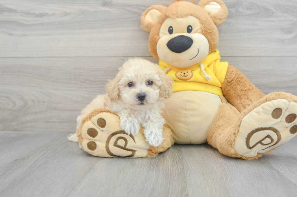 7 week old Poochon Puppy For Sale - Puppy Love PR