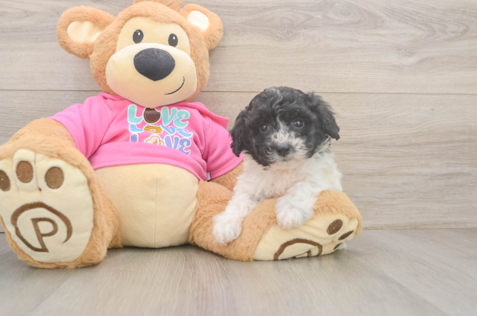 5 week old Poochon Puppy For Sale - Puppy Love PR